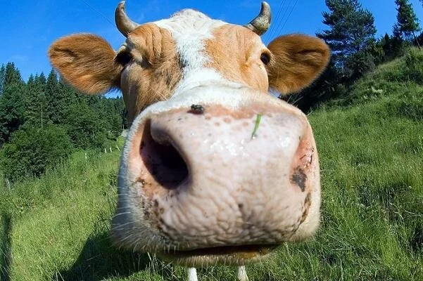 Двух бешеных коров обнаружили в одном из хозяйств Кизнерского района
