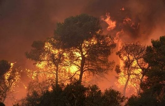 4 лесных пожаров произошло в Удмуртии за сутки