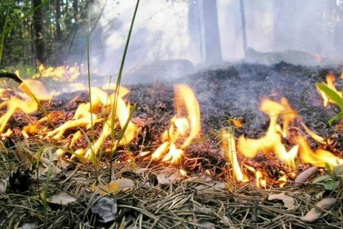 В лесах Удмуртии вновь установлен особый противопожарный режим